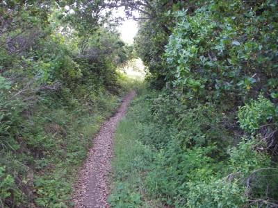 A narrow dirt path surrounded by lush green foliage, leading through a wooded area. The trail is slightly winding, with bushes and trees on either side, creating a natural archway above. Sunlight filters through the leaves, illuminating the path ahead. Russian Ridge mountain bike trail.