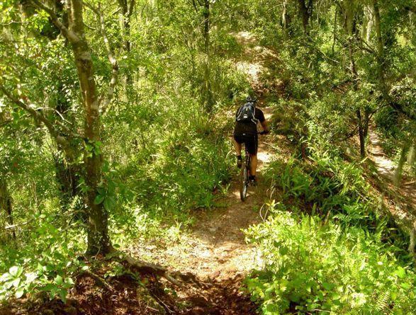 A person biking on a narrow dirt trail surrounded by lush greenery and trees in a forested area. The cyclist is wearing a backpack and is seen from behind as they navigate the rugged terrain. Alafia River State Park mountain bike trail.