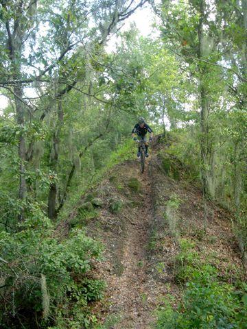 A mountain biker skillfully navigating a narrow dirt trail on a hill surrounded by lush green foliage and trees. Alafia River State Park mountain bike trail.