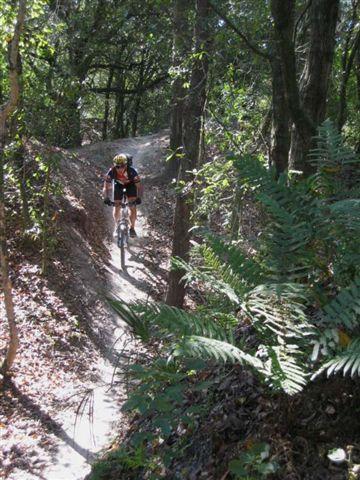 A person riding a mountain bike on a narrow dirt trail surrounded by lush greenery and trees in a forested area. Ferns and leaves are visible on the ground, indicating a natural outdoor setting. Alafia River State Park mountain bike trail.