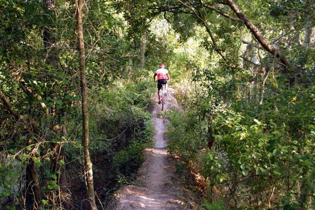 A cyclist riding along a narrow dirt trail surrounded by lush greenery and trees in a wooded area. Alafia River State Park mountain bike trail.