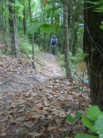 A mountain biker riding on a narrow dirt trail surrounded by lush greenery and fallen leaves in a forested area. Alafia River State Park mountain bike trail.