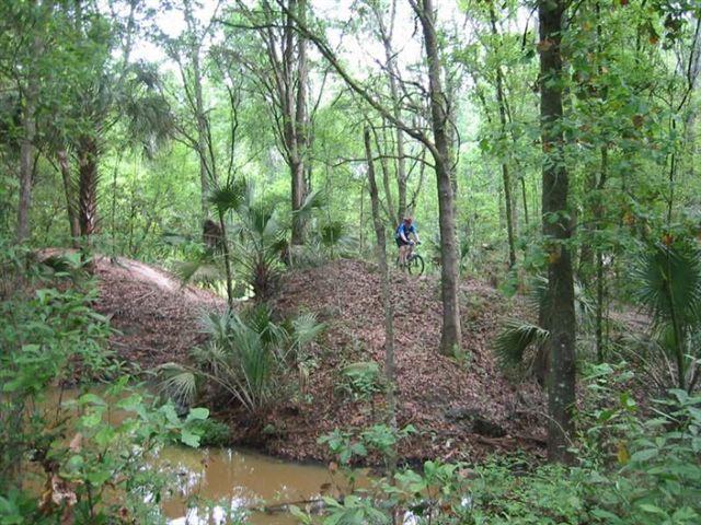 A cyclist navigating a dirt trail through a lush green forest, with tall trees and underbrush surrounding a small, narrow stream in the foreground. Alafia River State Park mountain bike trail.