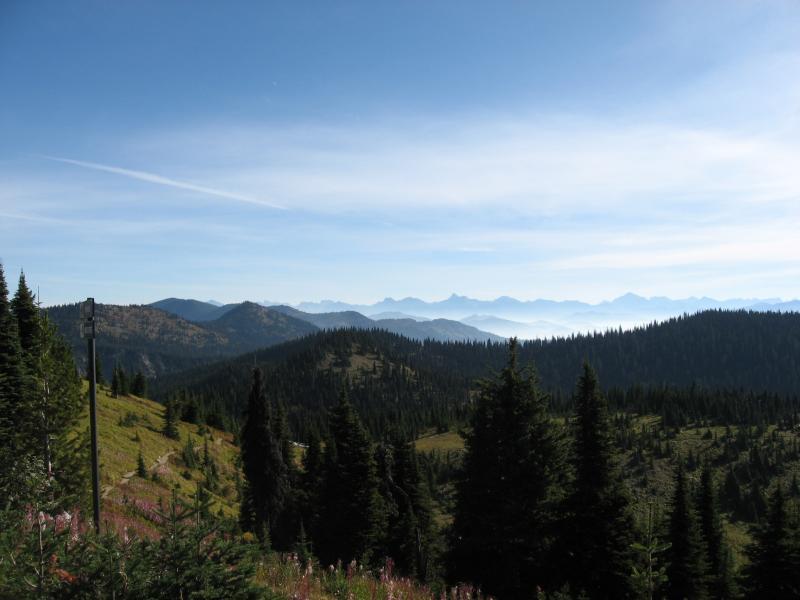 A panoramic view of a mountain landscape featuring rolling hills covered in dense evergreen trees, with distant mountain peaks partially shrouded in mist under a clear blue sky. Wildflowers bloom in the foreground, enhancing the natural beauty of the scene. Whitefish Mountain Resort mountain bike trail.