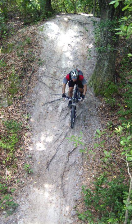 A mountain biker navigates a dirt trail surrounded by trees, showcasing a steep, root-covered incline. The cyclist is wearing a helmet and riding a black bike, demonstrating skill and focus as they approach the incline. The environment is lush with greenery and fallen leaves. Alafia River State Park mountain bike trail.