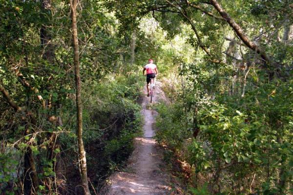 A person riding a mountain bike along a narrow, dirt trail surrounded by dense greenery and trees in a forested area. Alafia River State Park mountain bike trail.