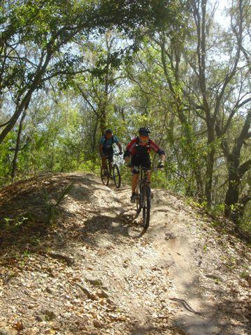 Two mountain bikers navigate a dirt trail surrounded by lush greenery and sunlight filtering through the trees. The riders, wearing helmets and colorful jerseys, are descending a small hill covered in loose leaves and dirt. Alafia River State Park mountain bike trail.