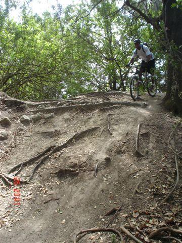 A mountain biker is riding down a rugged dirt path surrounded by trees. The trail is characterized by exposed roots and uneven terrain, indicating an adventurous outdoor setting. Alafia River State Park mountain bike trail.