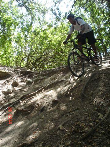 A mountain biker skillfully navigates a rocky, tree-lined trail. The cyclist is in mid-motion, riding down a steep, root-covered slope surrounded by lush greenery. Sunlight filters through the trees, illuminating the natural terrain. Alafia River State Park mountain bike trail.