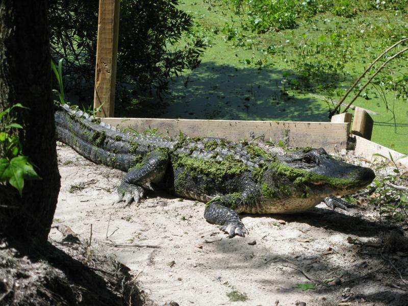 An alligator resting on a sandy bank, partially covered in green moss, with a wetland backdrop featuring green water and surrounding vegetation. Alafia River State Park mountain bike trail.