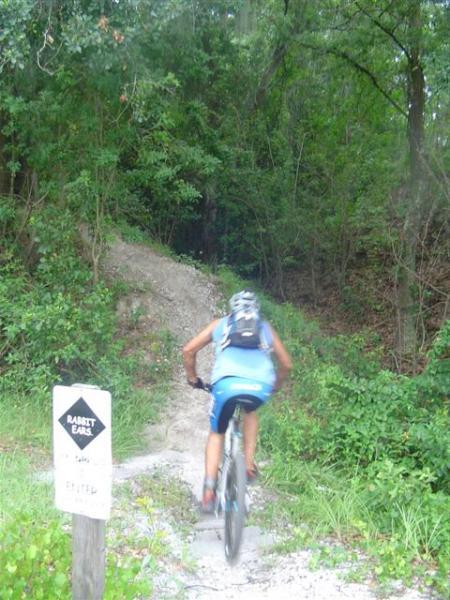 A mountain biker in a blue outfit riding up a narrow, winding trail surrounded by lush greenery, approaching a sign that reads "Rabbit Ears" indicating the trail name. The scene is set in a dense forest with trees and foliage visible in the background. Alafia River State Park mountain bike trail.