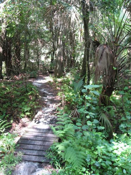 A narrow wooden path winding through a lush green forest, surrounded by tall trees and a variety of ferns and foliage, with sunlight filtering through the leaves above. Alafia River State Park mountain bike trail.