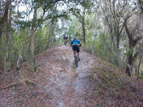 Two mountain bikers riding up a dirt trail surrounded by dense trees and foliage. The path is uneven, with fallen leaves scattered along the sides. The scene captures a moment of outdoor adventure in a natural setting. Alafia River State Park mountain bike trail.