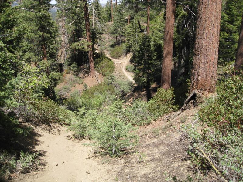 A dirt path winding through a forest filled with tall trees and lush greenery. The scene shows a view from above, capturing the natural landscape with various shrubs and plants along the trail. Sunlight filters through the tree canopy, illuminating the surroundings. Big Bear Mountain Resort mountain bike trail.