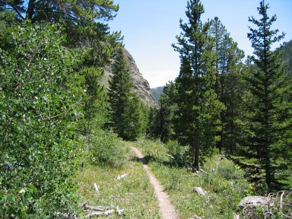 A narrow dirt path winding through a green forest filled with tall pine trees, surrounded by lush vegetation and rocky outcrops under a clear blue sky. Monarch Crest Trail mountain bike trail.