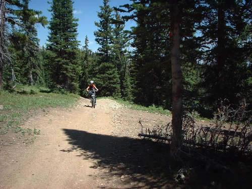 A hiker walking along a dirt path in a forest with tall pine trees under a clear blue sky. Monarch Crest Trail mountain bike trail.