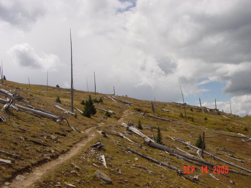 A scenic view of a hilly landscape with a dirt trail winding through it. The terrain is mostly dry with patches of green vegetation and several dead trees lying on the ground. The sky is partly cloudy, with a mix of gray and blue tones, suggesting an expansive natural environment. Monarch Crest Trail mountain bike trail.