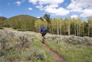 A person riding a mountain bike along a narrow trail surrounded by green grass and shrubs, with trees and mountains in the background under a blue sky with fluffy clouds. Grizzly Loop mountain bike trail.