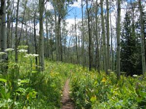 A serene forest scene featuring a narrow dirt path winding through tall, slender trees and vibrant wildflowers. The background includes a clear blue sky with scattered clouds, adding to the peaceful atmosphere of the natural landscape. Trail 401 mountain bike trail.