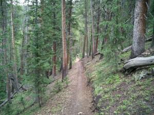 A narrow dirt path winding through a lush green forest, lined with tall trees and scattered fallen logs. The surroundings are serene, with dappled sunlight filtering through the leaves. Colorado Trail: Kenosha Pass To Breckenridge mountain bike trail.