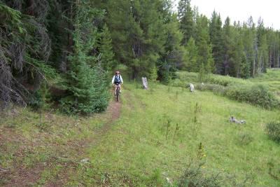 A mountain biker riding along a narrow trail surrounded by lush greenery and tall trees in a forested area. Mitchell Creek Loop mountain bike trail.