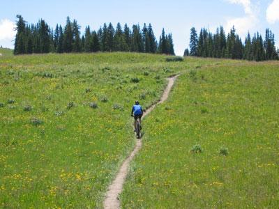 A person wearing a blue jacket walking along a dirt trail in a lush green meadow filled with wildflowers, surrounded by tall evergreen trees under a bright blue sky with a few clouds. Trail 401 mountain bike trail.