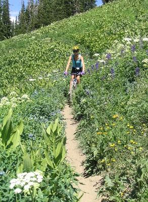 A cyclist riding a mountain bike along a narrow path surrounded by lush green vegetation and vibrant wildflowers under a sunny sky. Trail 401 mountain bike trail.