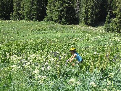 A child wearing a yellow helmet crouches in a lush, green meadow filled with various wildflowers and tall grass, surrounded by dense forest in the background. Trail 401 mountain bike trail.