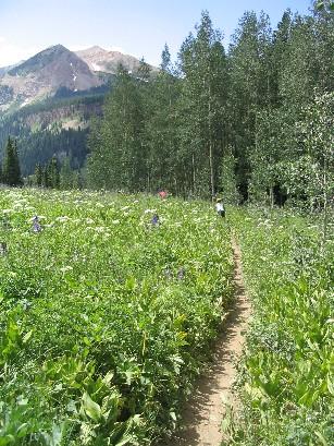 A narrow dirt path winding through a vibrant field of wildflowers, surrounded by tall green trees. In the background, a mountain rises under a clear blue sky. A person can be seen walking along the trail. Trail 401 mountain bike trail.