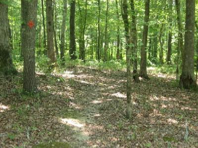 A wooded trail winding through a forest, with sunlight filtering through the leaves and a few scattered patches of dried leaves on the ground. A tree to the left features a visible orange marker. Noxubee Crest mountain bike trail.