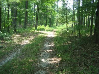 A dirt path winding through a green, wooded area with sunlight filtering through the trees. The surrounding vegetation includes tall trees and patches of grass, creating a serene and natural atmosphere. Noxubee Crest mountain bike trail.