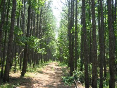 A dirt path winding through a dense pine forest, with tall trees and lush green foliage on either side. Sunlight filters through the leaves, creating a serene and tranquil atmosphere. Noxubee Crest mountain bike trail.