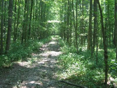 A sunlit dirt path winding through a lush green forest, flanked by tall trees and dense underbrush. Noxubee Crest mountain bike trail.