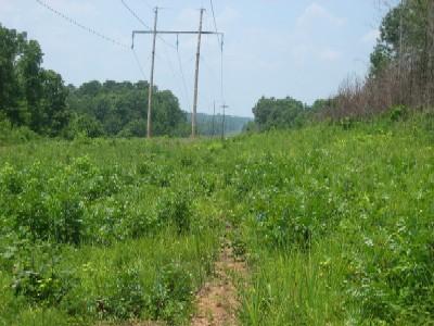 A grassy, overgrown pathway lined with tall green vegetation, leading towards power lines in the distance. Lush trees are visible on both sides, under a clear blue sky with a few clouds. Noxubee Crest mountain bike trail.