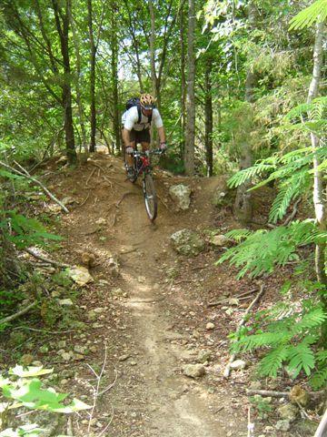 A mountain biker navigating a rugged trail through a dense forest, maneuvering down a rocky incline surrounded by trees and greenery. Santos mountain bike trail.