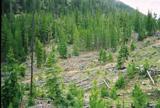 A forested area with a mix of tall evergreen trees and a section of recently cleared ground, showing fallen trees and stumps amidst greenery. The background features a hillside covered in dense vegetation. Colorado Trail: Kenosha Pass To Breckenridge mountain bike trail.
