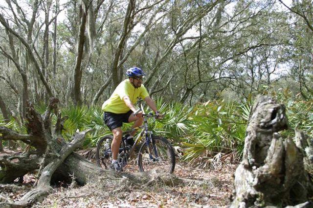 A cyclist riding a mountain bike through a wooded area, surrounded by trees and underbrush. The rider is wearing a blue helmet and a bright yellow shirt, navigating over fallen branches and foliage. Balm Boyette Scrub Preserve mountain bike trail.