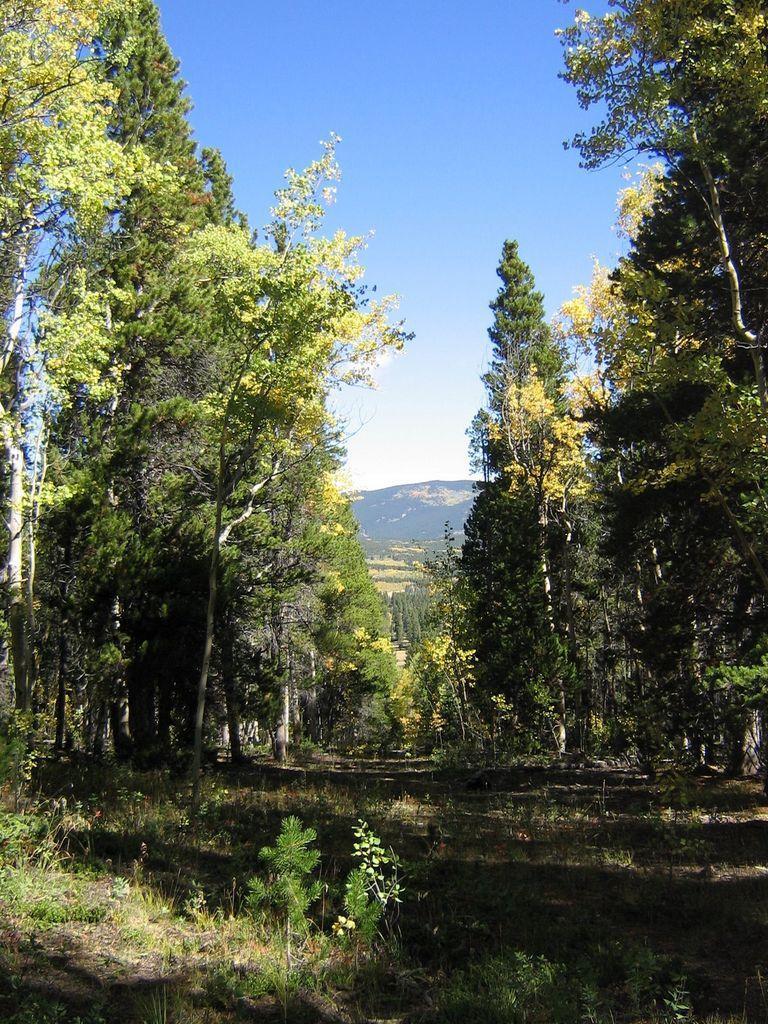 A serene forest scene featuring tall trees with green and yellow leaves, framing a view of mountains in the background under a clear blue sky. The ground is covered with grass and small plants, creating a peaceful natural landscape. Colorado Trail: Kenosha Pass To Breckenridge mountain bike trail.