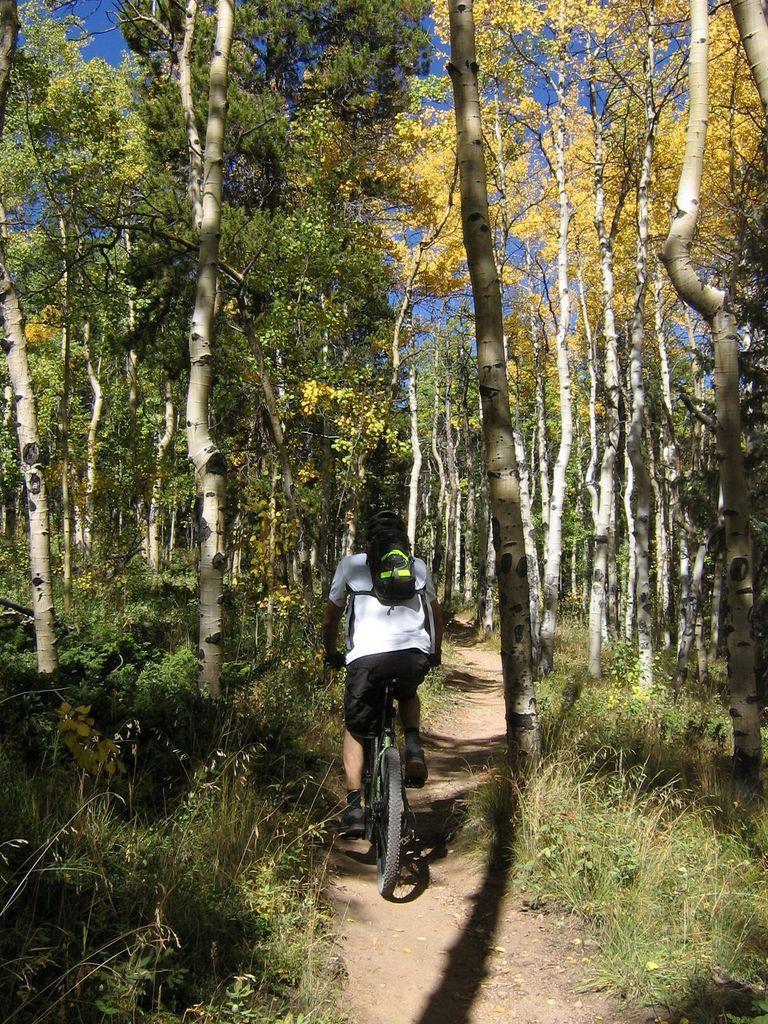 A person riding a mountain bike along a dirt trail surrounded by tall trees with vibrant yellow and green leaves, indicating autumn. The path winds through an aspen forest under a clear blue sky. Colorado Trail: Kenosha Pass To Breckenridge mountain bike trail.