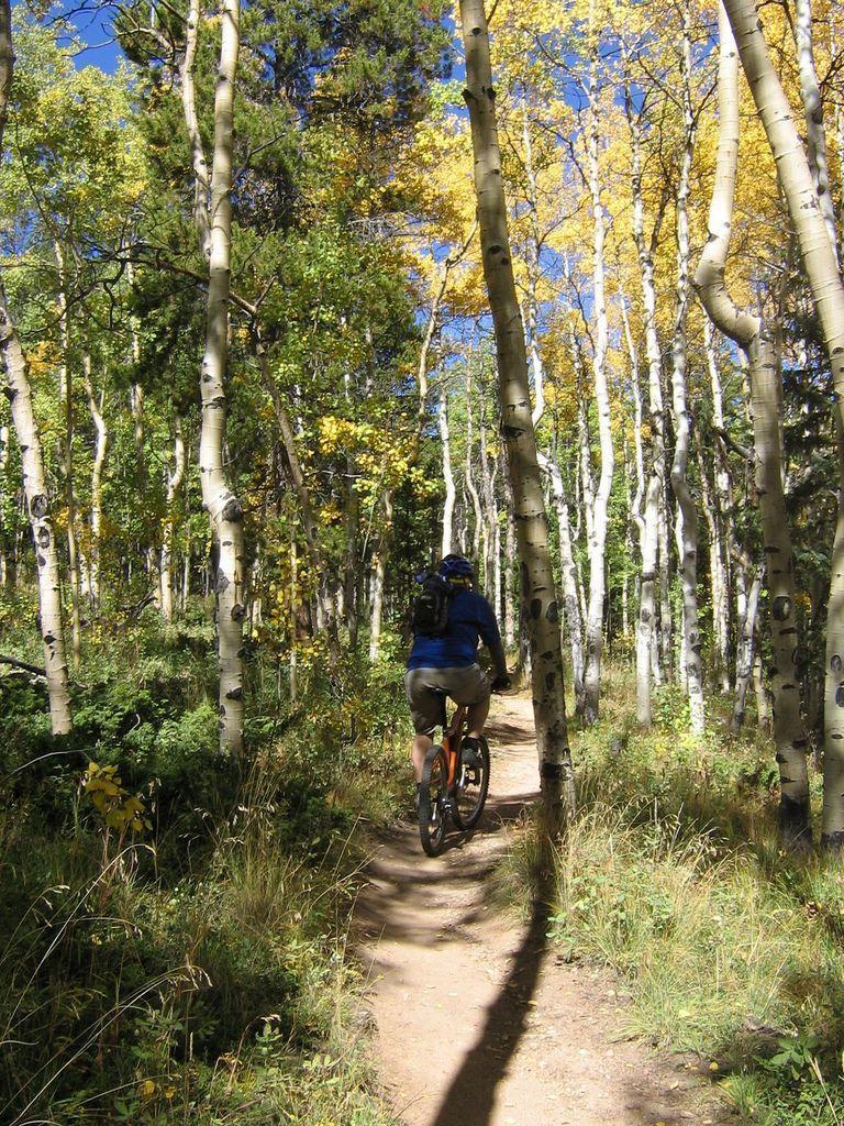A person riding a mountain bike along a dirt path through a wooded area with tall trees, featuring green foliage and autumn-colored leaves. The scene is bright and clear, showcasing a relaxed outdoor atmosphere. Colorado Trail: Kenosha Pass To Breckenridge mountain bike trail.