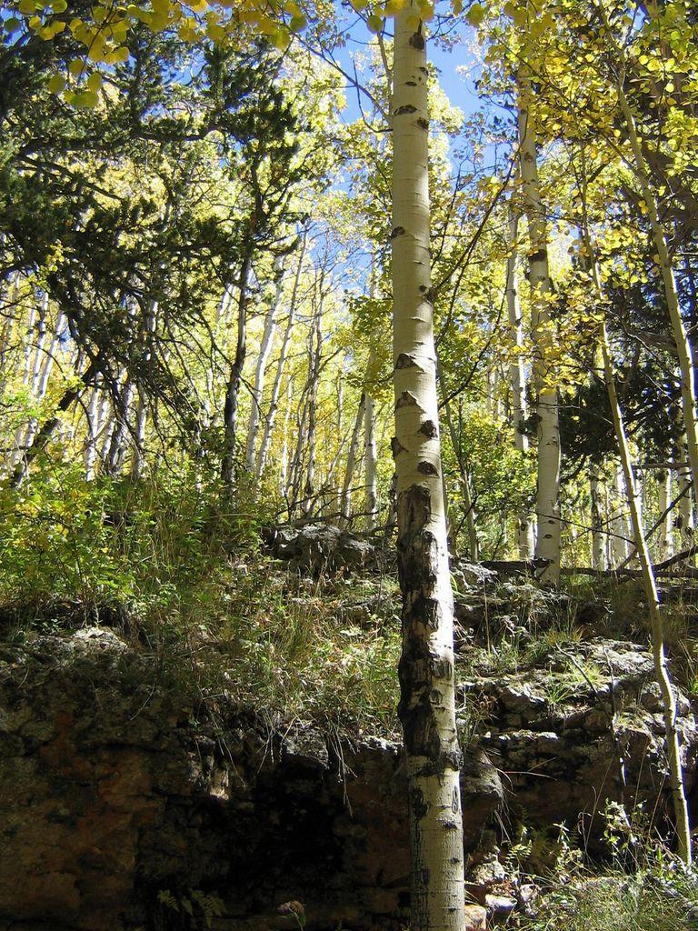 A forest scene featuring tall aspen trees with white bark and green leaves, set against a backdrop of rocky terrain and blue sky. The foliage shows hints of yellow, suggesting autumn. Sunlight filters through the trees, illuminating the landscape. Colorado Trail: Kenosha Pass To Breckenridge mountain bike trail.