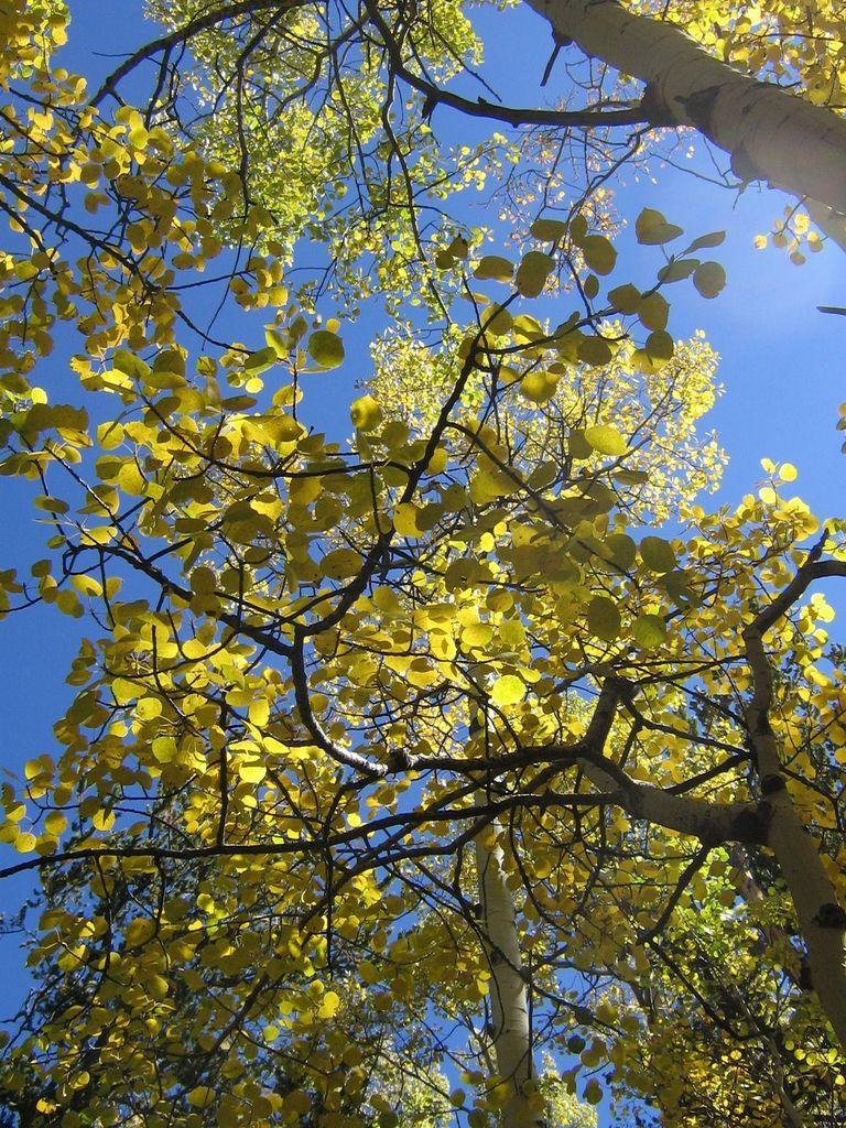 A view looking up through branches of trees, featuring vibrant yellow and green leaves against a clear blue sky. Colorado Trail: Kenosha Pass To Breckenridge mountain bike trail.