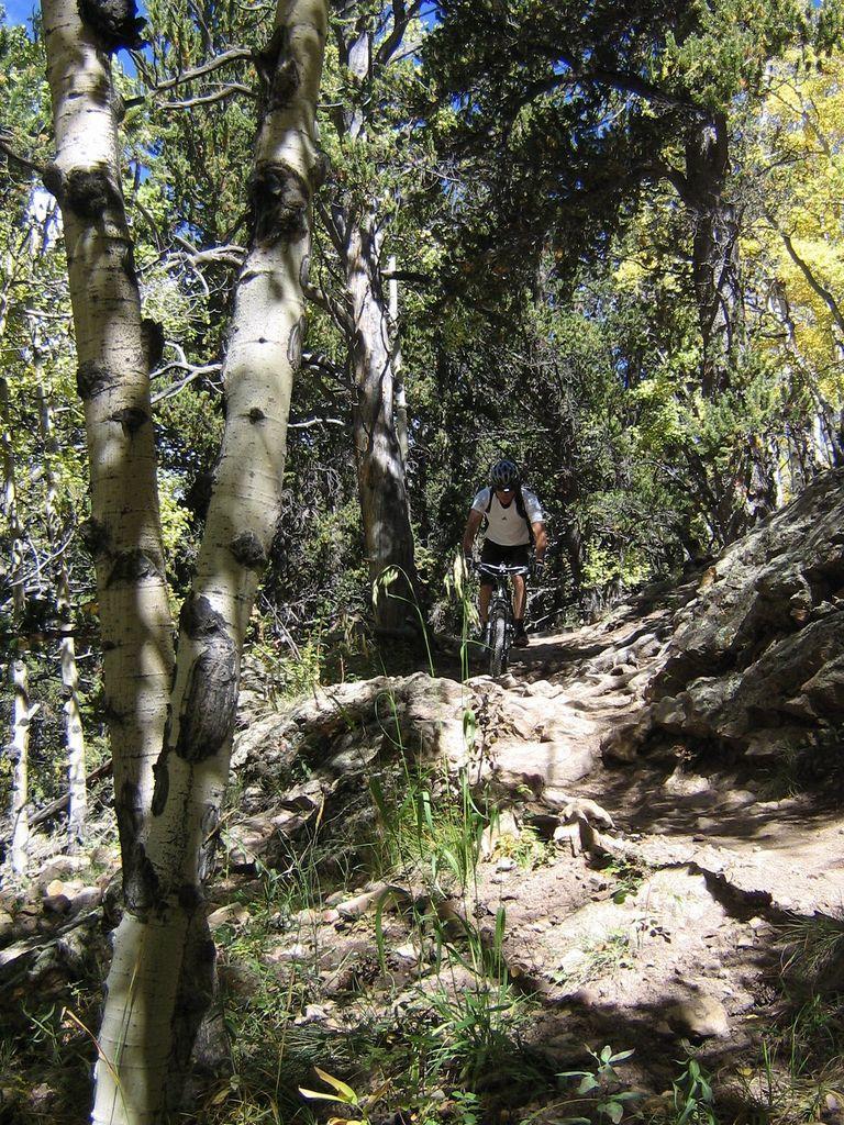 A mountain biker navigating a rocky trail through a dense forest, surrounded by tall trees and greenery. The sunlight filters through the leaves, illuminating the path ahead. Colorado Trail: Kenosha Pass To Breckenridge mountain bike trail.