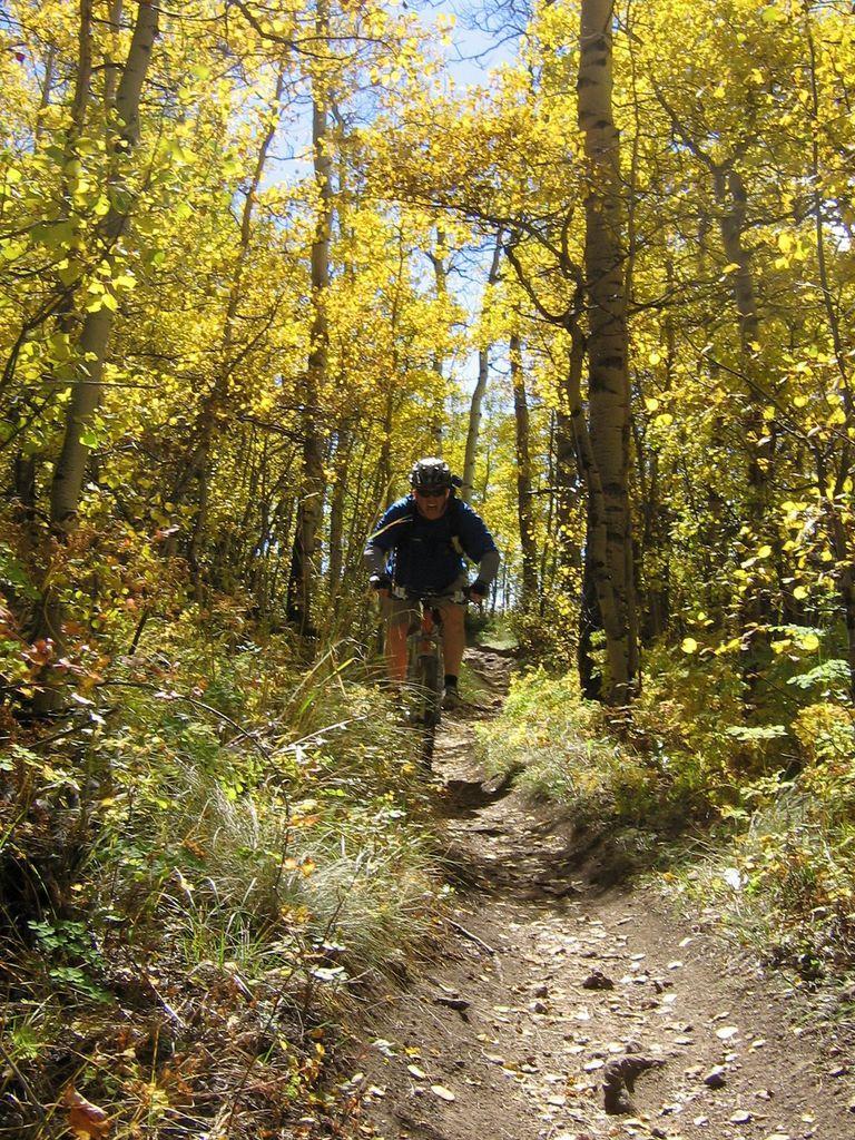 A mountain biker riding along a narrow dirt trail surrounded by vibrant autumn foliage in a forest. The trees are tall and feature bright yellow leaves, creating a picturesque setting under a clear blue sky. Colorado Trail: Kenosha Pass To Breckenridge mountain bike trail.