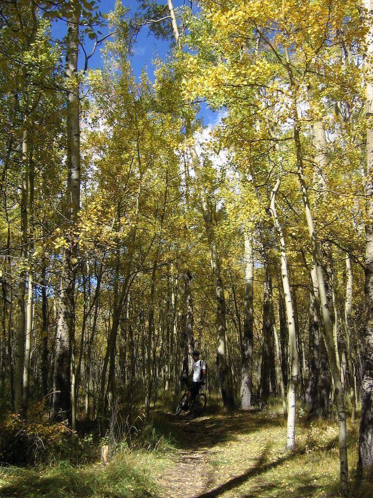 A forest pathway lined with tall trees displaying vibrant yellow leaves under a bright blue sky, with a person riding a bicycle on the trail. Colorado Trail: Kenosha Pass To Breckenridge mountain bike trail.