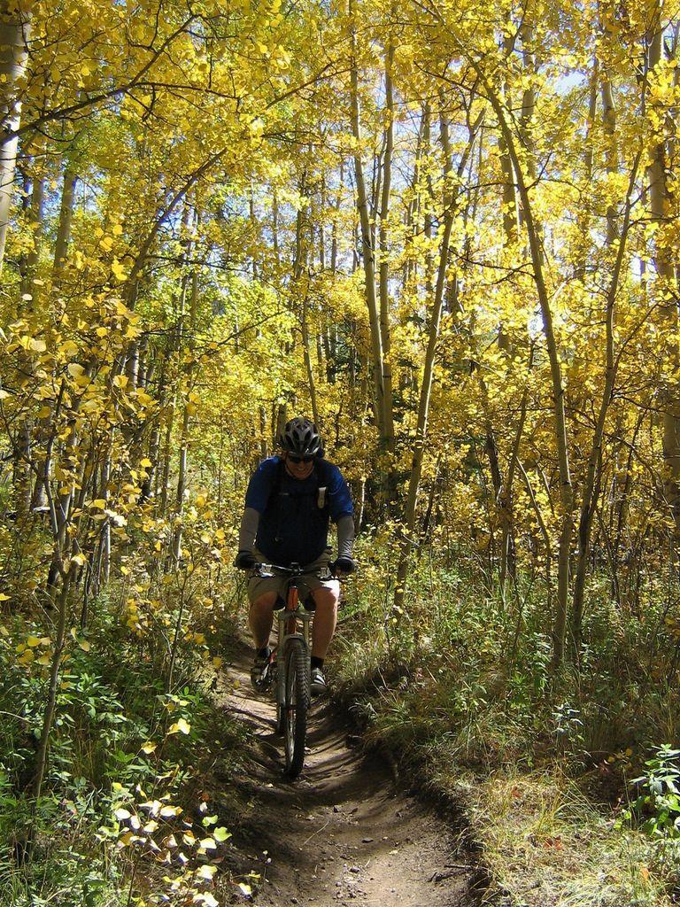 A mountain biker navigates a narrow dirt trail surrounded by bright yellow trees in an autumn forest. Colorado Trail: Kenosha Pass To Breckenridge mountain bike trail.