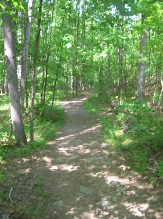 A narrow dirt path meanders through a lush green forest, surrounded by tall trees and dense foliage. Sunlight filters through the leaves, creating dappled shadows on the ground. Colvin Run Trail mountain bike trail.