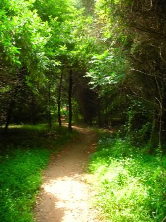 A narrow dirt path winding through a lush green forest, surrounded by tall trees and dense foliage. Sunlight filters through the leaves, creating a serene and inviting atmosphere. Colvin Run Trail mountain bike trail.