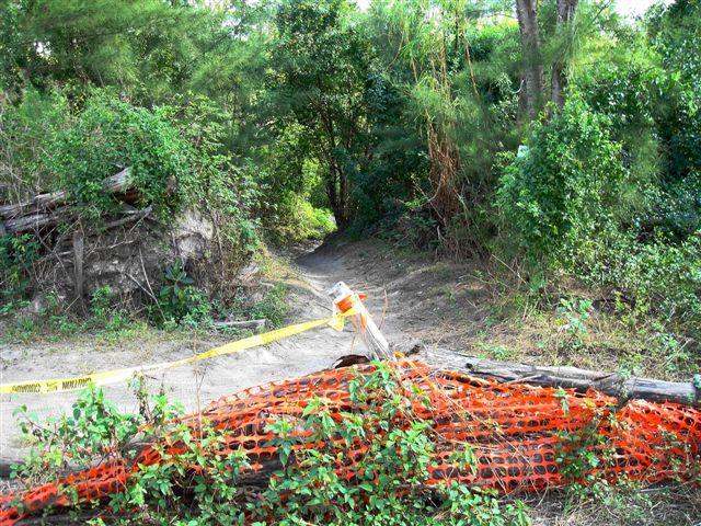 A narrow trail leads into a dense area of vegetation, partially obstructed by fallen branches and an orange construction barrier. Yellow caution tape is stretched across the entrance, indicating restricted access to the path. Lush green foliage surrounds the scene, suggesting a natural setting. Amelia Earhart Park mountain bike trail.