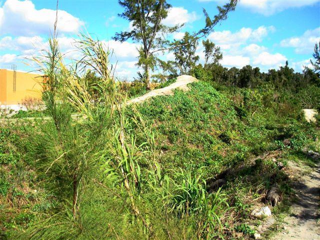 A view of a natural landscape featuring various grasses and small shrubs, with a small hill covered in greenery. In the background, there are scattered trees against a partly cloudy blue sky. Amelia Earhart Park mountain bike trail.
